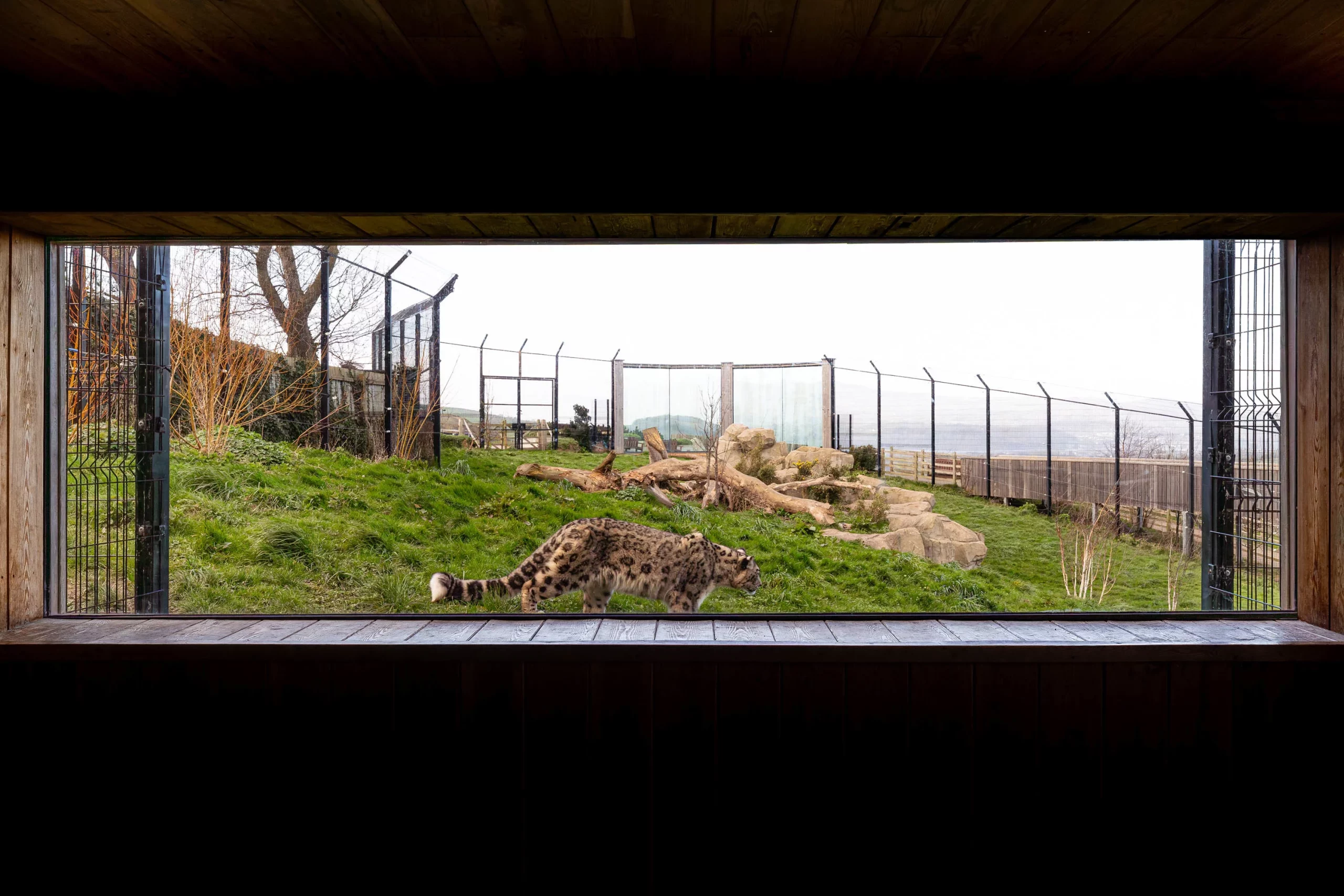 Snow leopard pacing in a grassy, rocky enclosure viewed through a wide wooden-framed viewing window with perimeter fencing